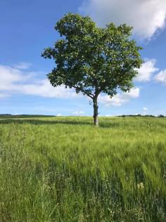 61752456_2089822924649175_4080611220627914752_n